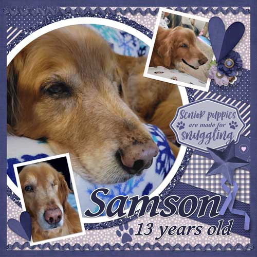Senior Puppy Samson