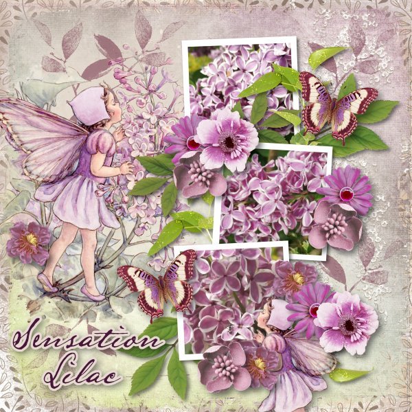 sensation lilacs