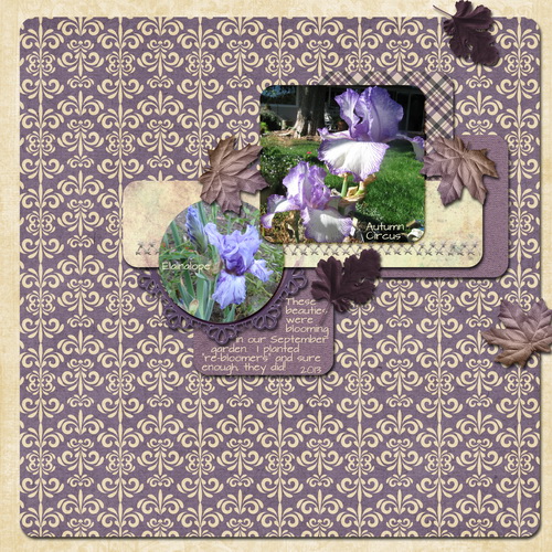 September Blooming Iris