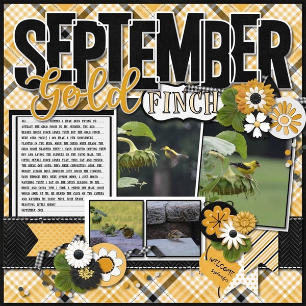 September Gold Finch