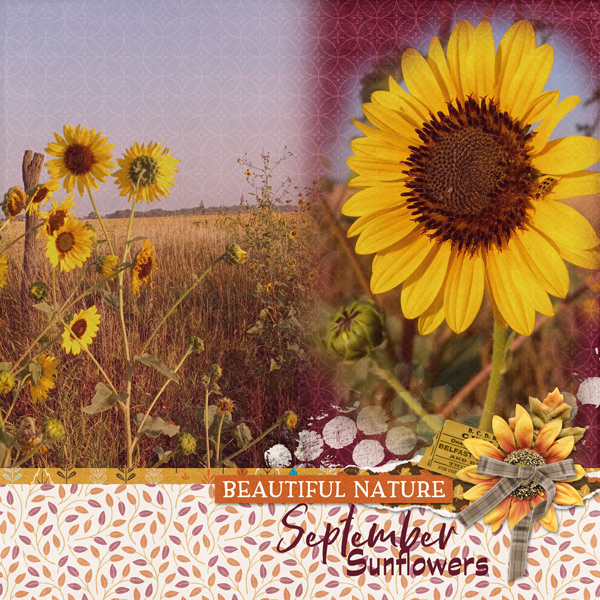 September Sunflowers