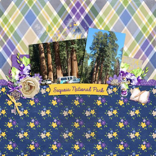 Sequoia-web