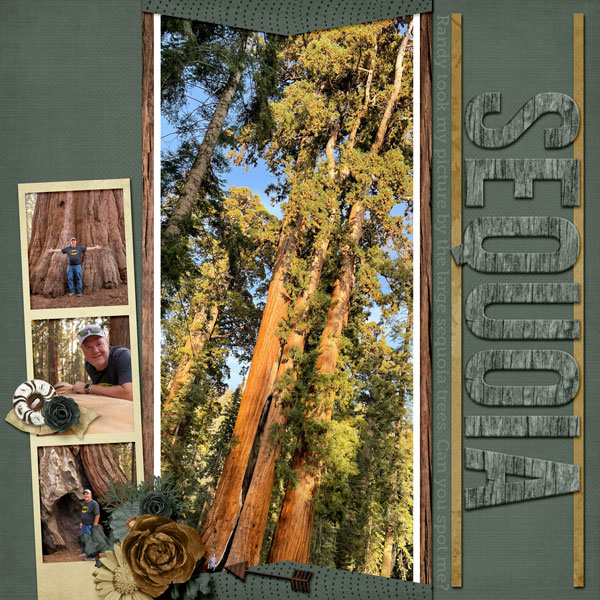 Sequoia