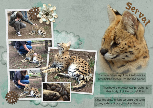 Serval