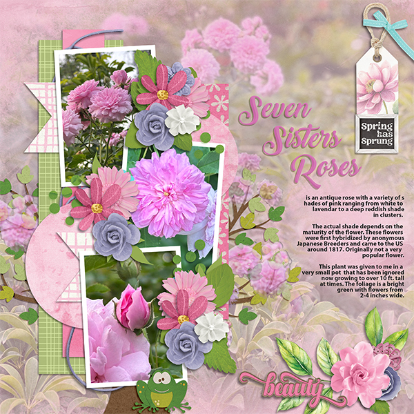 Seven Sisters Roses