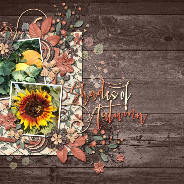Shades of Autumn