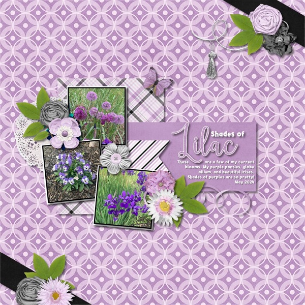Shades of Lilac