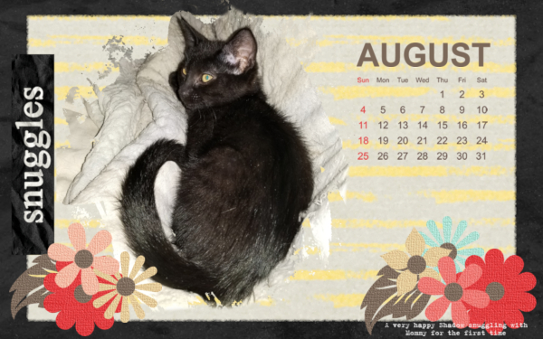 Shadow Snuggling August Desktop Calendar 2019