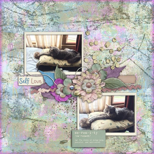 Shadow the Zen Cat