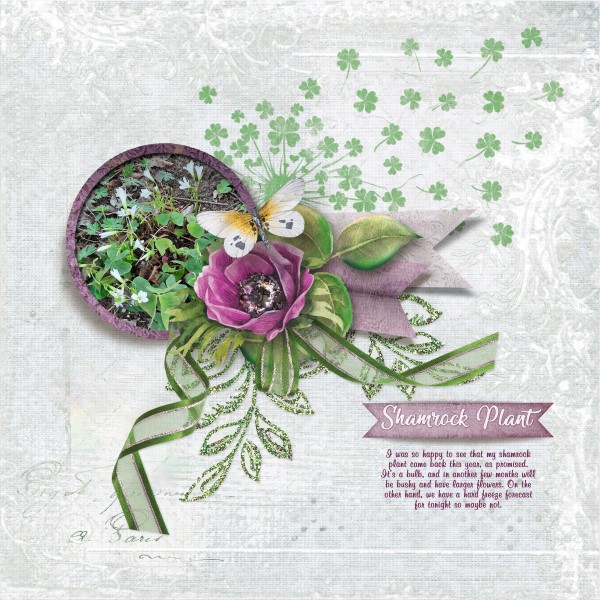 Shamrock Plant