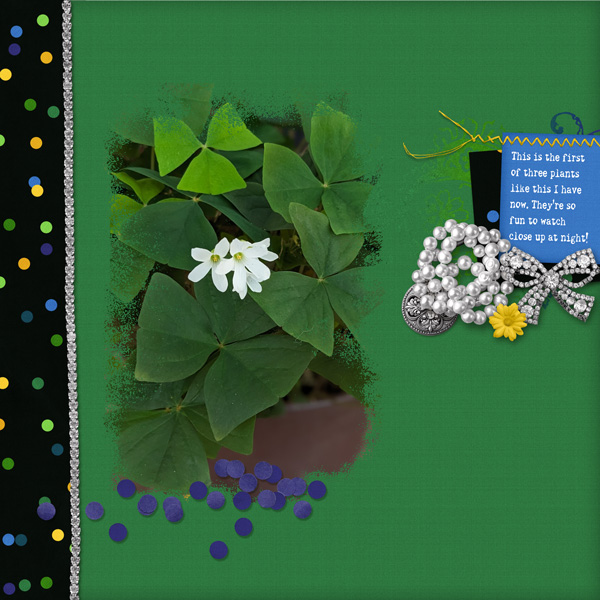 Shamrock plant