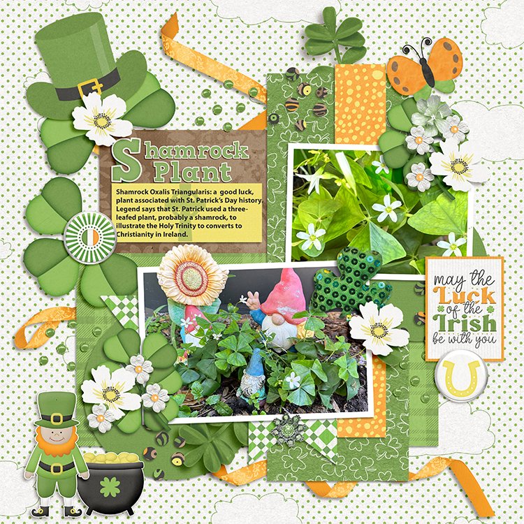 Shamrock Plant