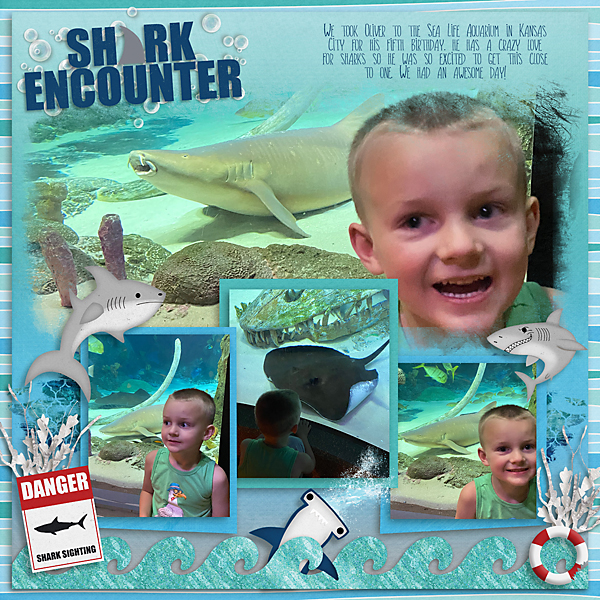 Shark Encounter