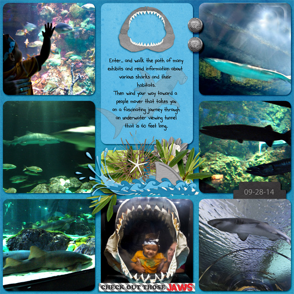 Shark Encounter_R