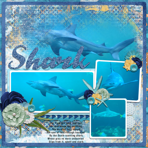 Shark