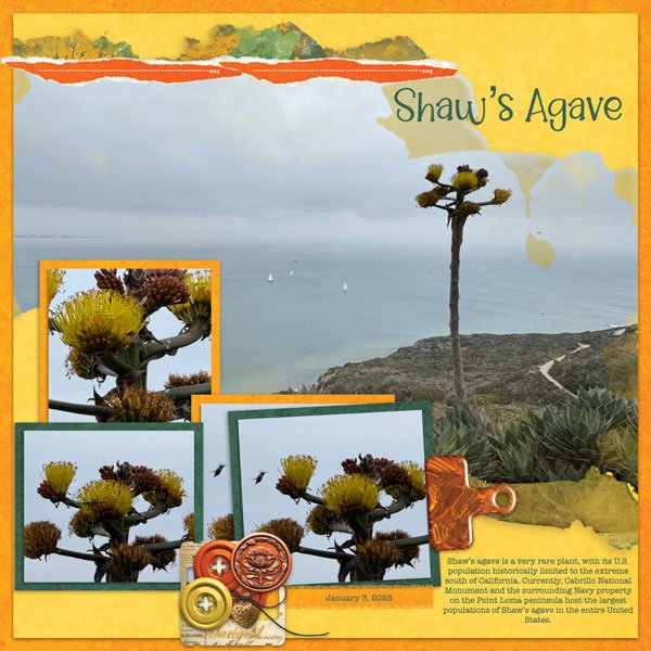 Shaw's Agave