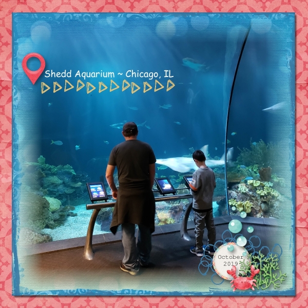 Shedd Aquarium 2019