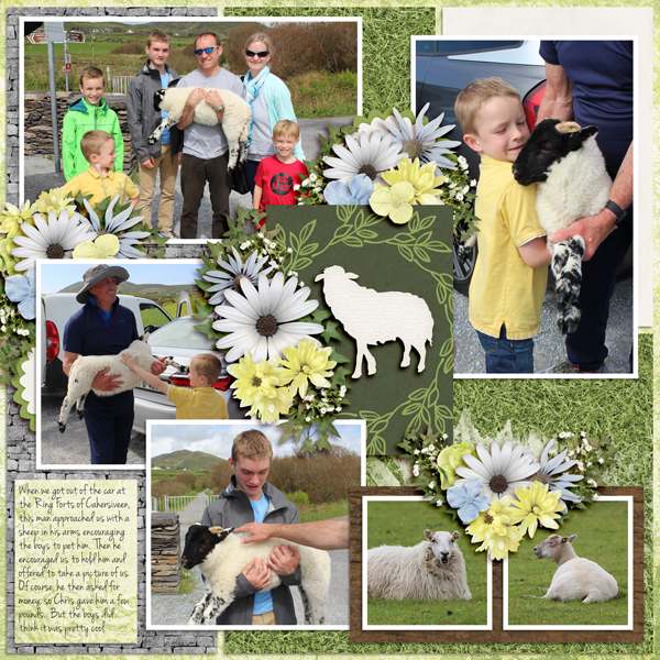 Sheep at Cahersiveen