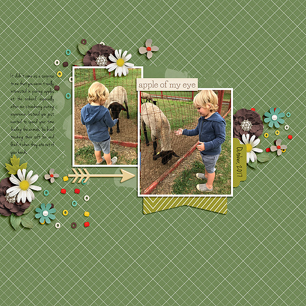 Sheep at the Orchard