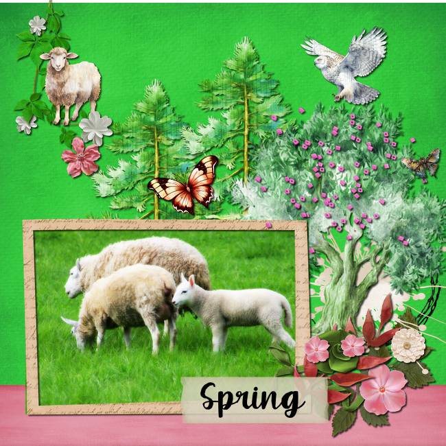 Sheep Family in Spring