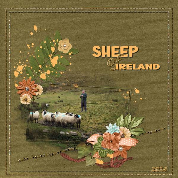 Sheep Of Ireland