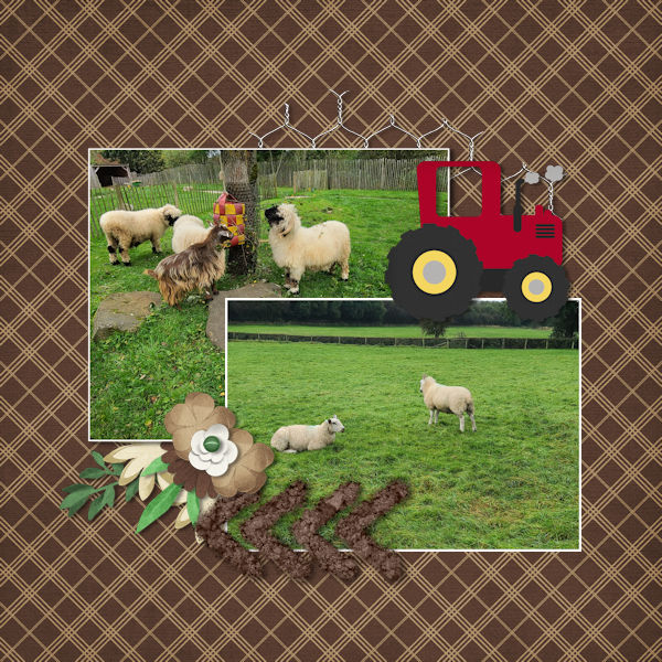 Sheep