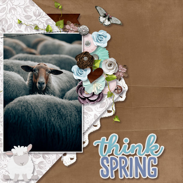 Sheep