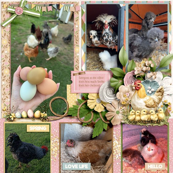 Shellie Loves Chickens