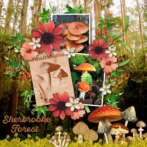 Sherbrooke Forest