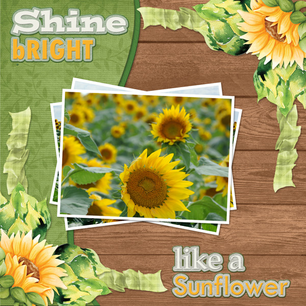 Shine bright  like a Sunflower