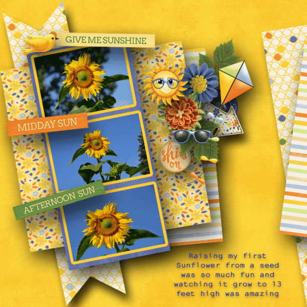Shine Sunflower