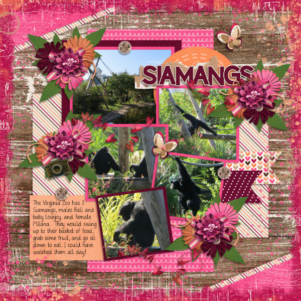 Siamangs