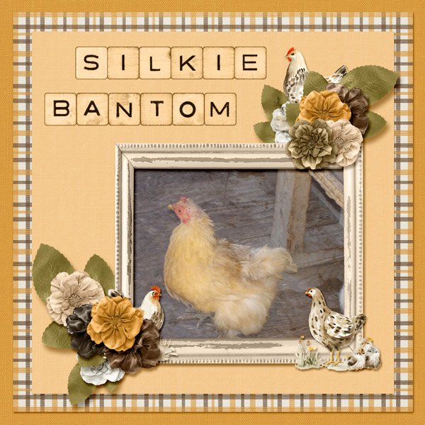 Silkie Bantom small.jpg