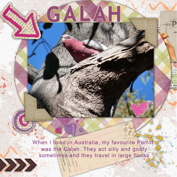 Silly Galah