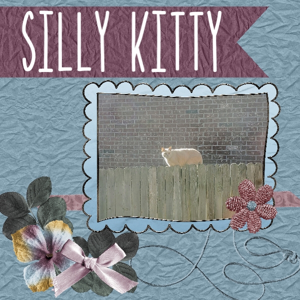 Silly Kitty