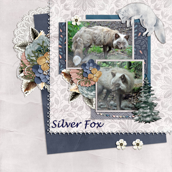 silver fox