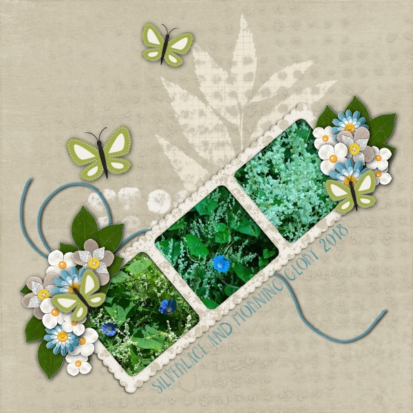 Silverlace and Morning Glory