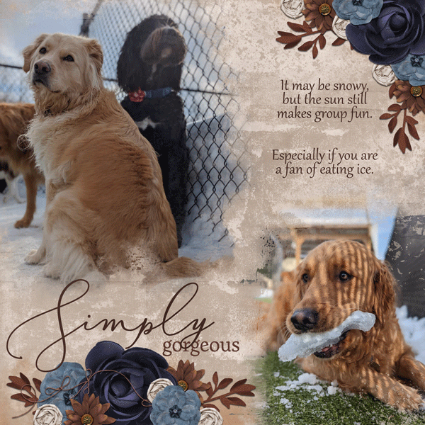 Simply Gorgeous Puppies