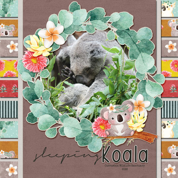 Sleeping Koala