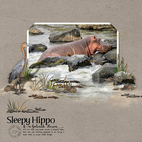 Sleepy Hippo + a Goliath Heron