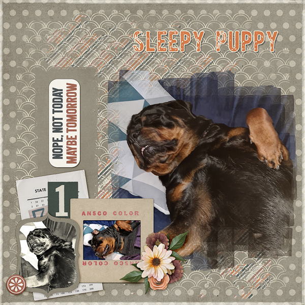 Sleepy Puppy