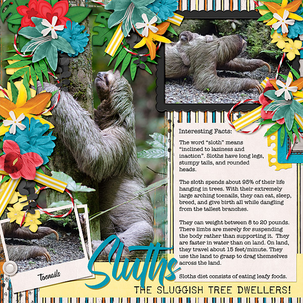Sloth