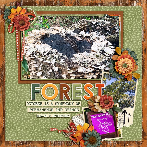 sly_cap_25oct_forestweb.jpg