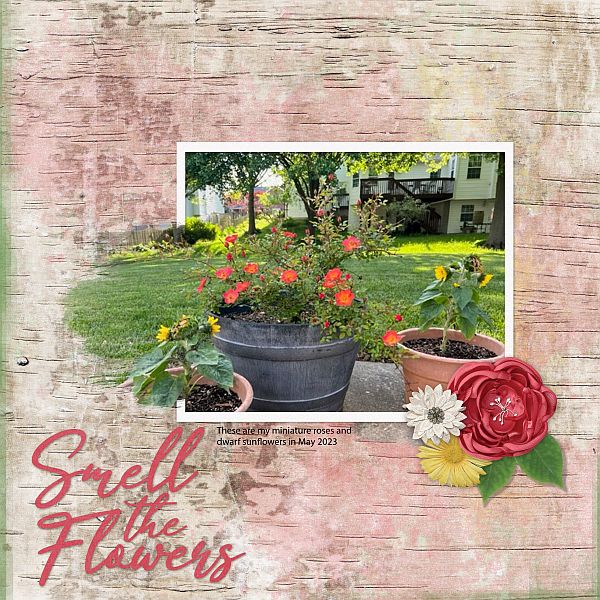 Smell the Flowers