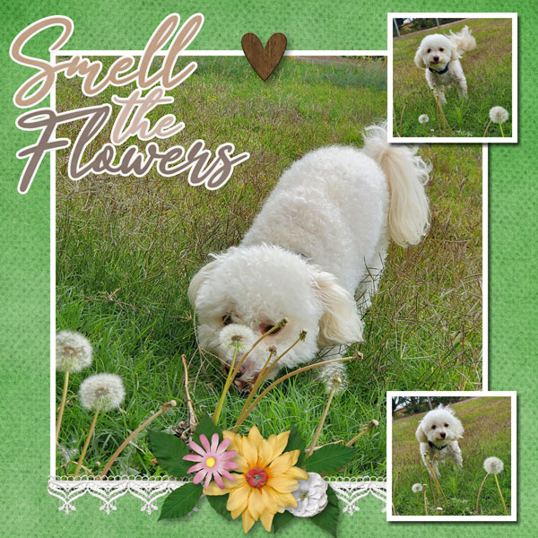 Smell The Flowers