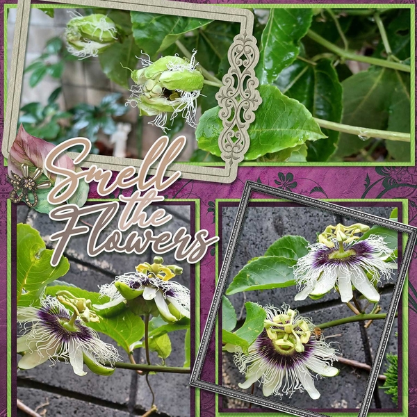 Smell the Lilikoi