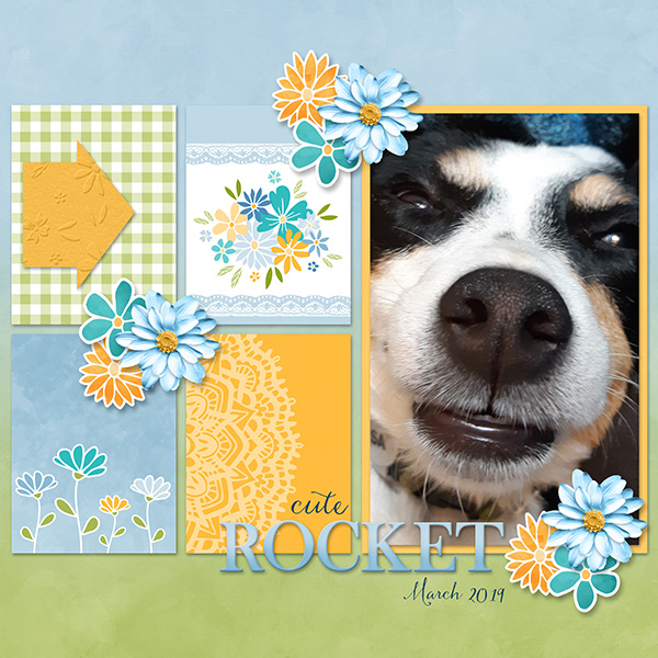 Smiling Dog