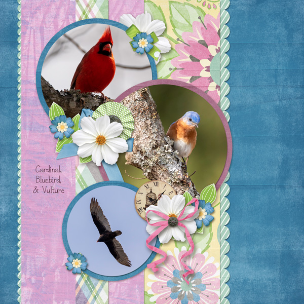 Smithville Birds