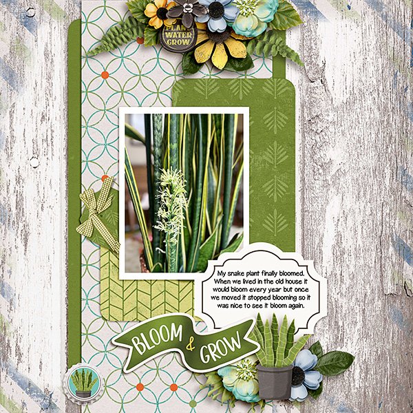 Snake-Plant.jpg