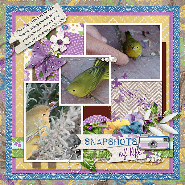 Snapshot